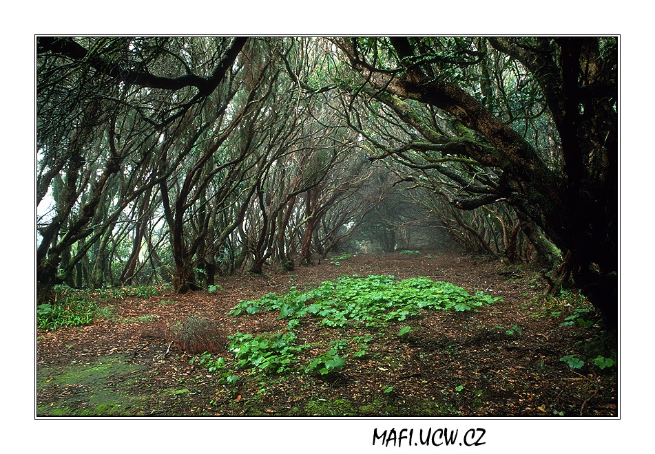 canaria06_03_20 .jpg